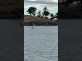 Orca Family in San Juan Islands