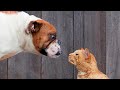 🐕 Я тебя не боюсь! 😺 Смешное видео 