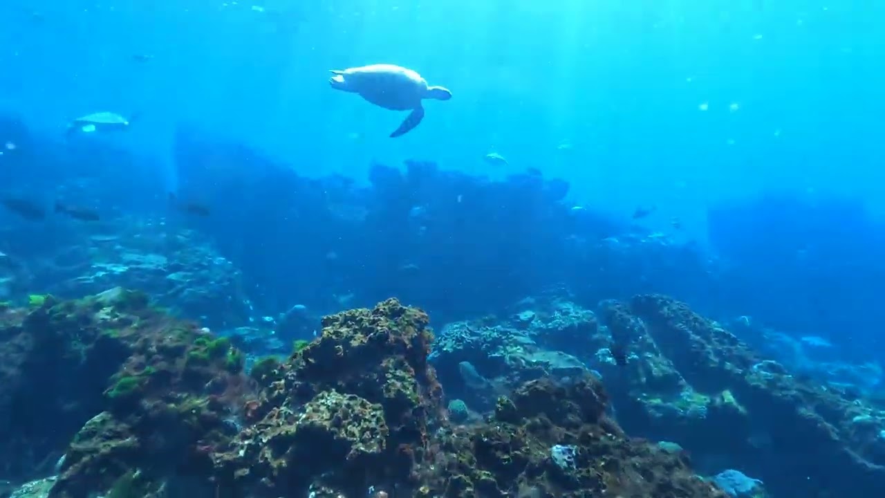 Snorkelling Flinders reef Sunshine Coast
