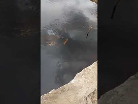 Гусь-Хрустальный, авария.