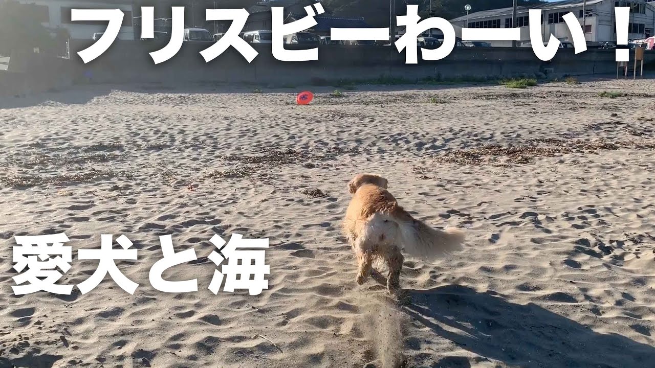 金髪美女犬と海でフリスビー 埋める Youtube
