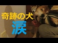 柴犬まめが起こした奇跡に飼い主、涙！