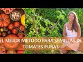 Como producir SEMILLAS PURAS DE TOMATE