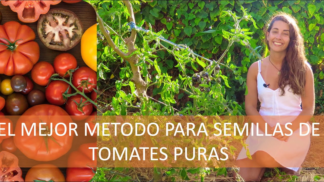 Como producir SEMILLAS PURAS DE TOMATE