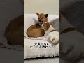 先住犬を挑発し続ける子犬 #元野犬 #犬 #犬のいる生活