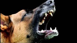 Dog barking sound continuously mp3 || bhaiya choudhary2635
