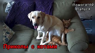 Говорящие Коты 😻 Приколы С Котами 🐱 Смешные Собаки 🐶 Приколы С Животными 😀