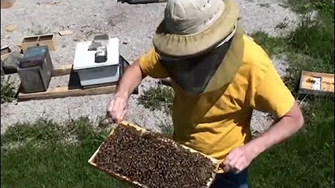 Beekeeping: Can You Reuse Old, Moldy Comb?