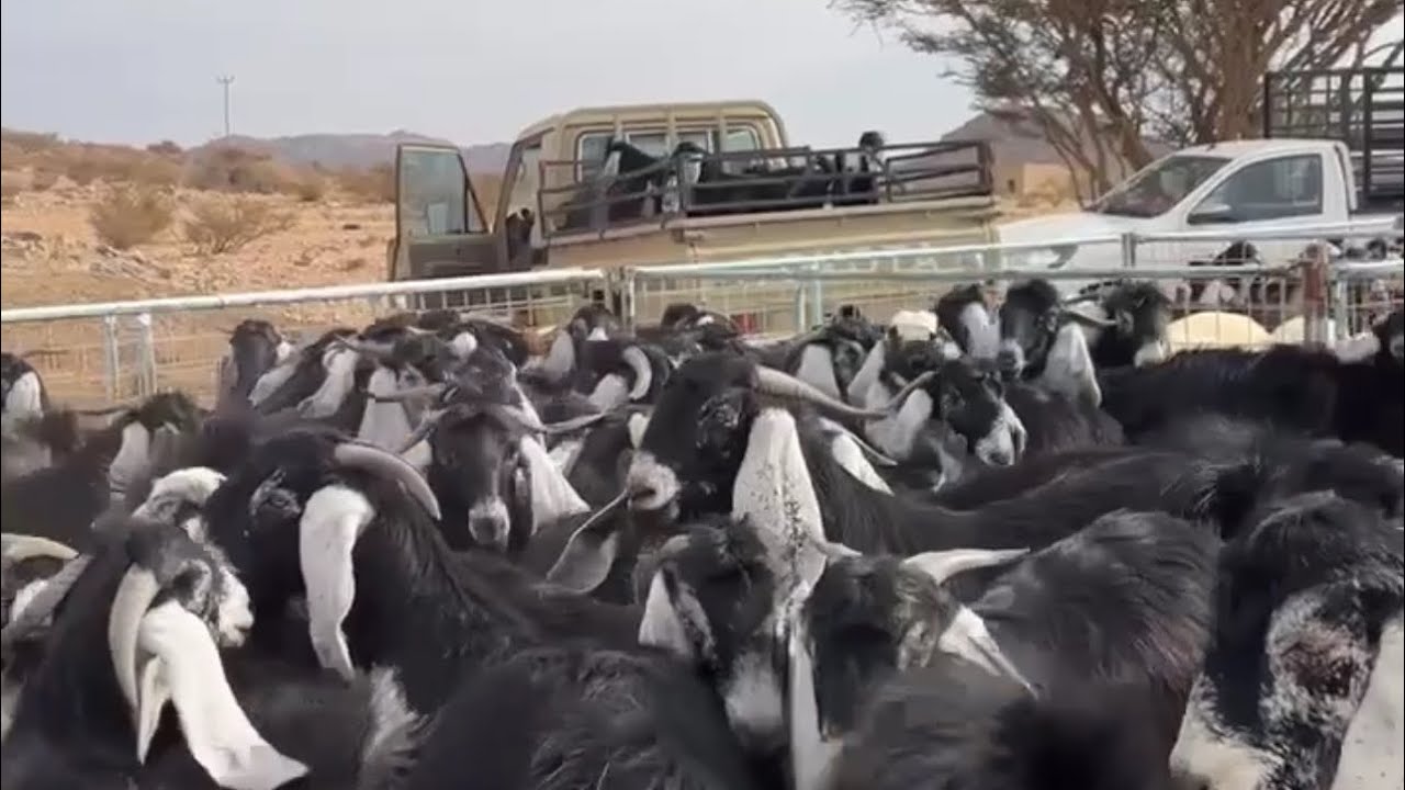 تغطيه سوق التميز للمواشي بشقصان جنوب الطايف الخميس  ١٤٤٧/٨/١٧هـ