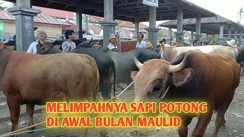 TERBARU:HARGA SAPI POTONG DIPASAR MASBAGIK
