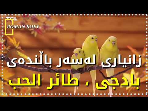 زانیاری لەسەر باڵندەی بادجی تیرحوب