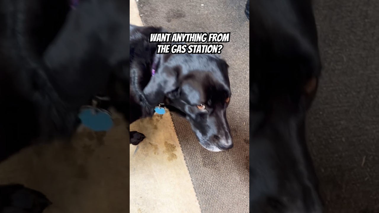 Поездка на заправку 😆 