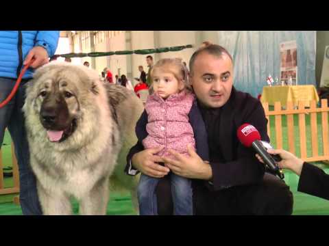 ლევან ჩილაჩავას მეცხვარე ბუბუ.