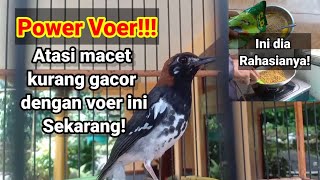 Feed for anis kembang that is stuck in sound and not gacor...