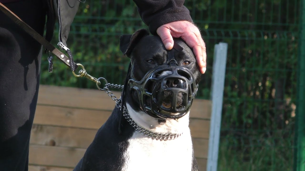 Centre Hervé Pupier - Formation Educateur canin