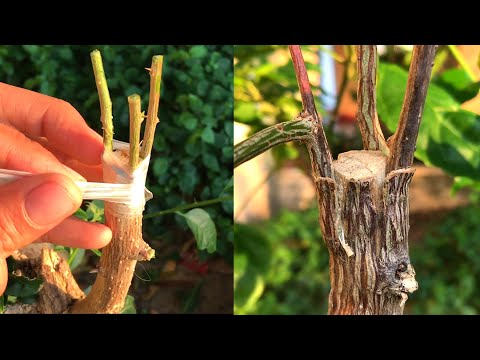 Video Phương pháp ghép cành áp dụng được cho nhiều loài cây - youtube