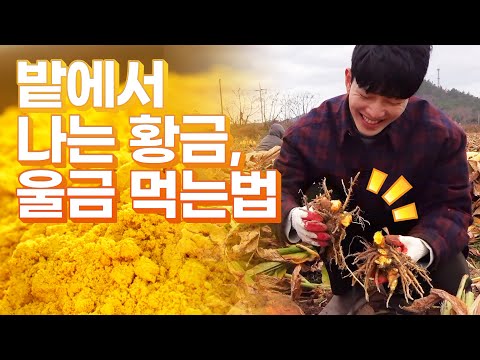 모든 사람들이 <strong>울금</strong> 먹었으면 좋겠습니다 건강에도 좋고 음식에 넣어먹으면 더 맛있는 <strong>울금</strong>, 족욕도 할 수 있습니다! #진도 #<strong>울금</strong> #막걸리 #울금족욕