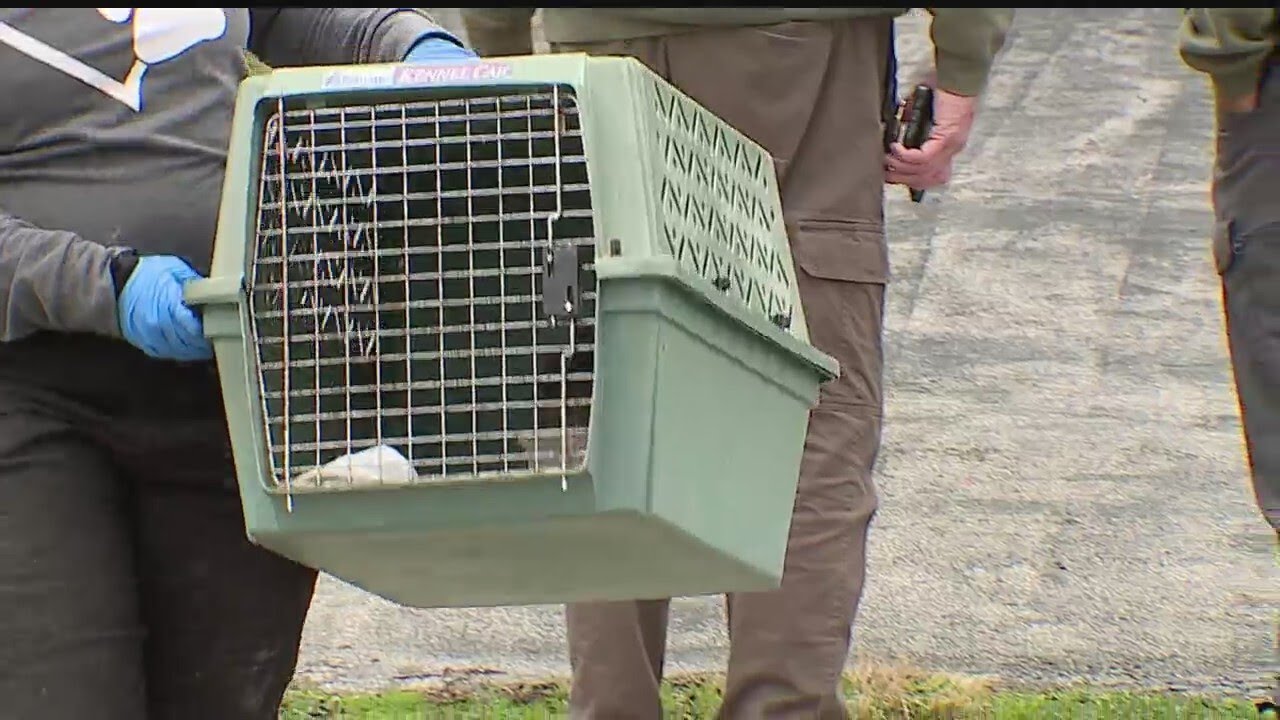 Humane agents remove animals from deplorable conditions