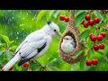 Unlock Inner Peace Now 🌿🐦 Gentle Spring And Birdsong Heal The Mind 🌧️ Ease Stress, Anxiety, Low Mood