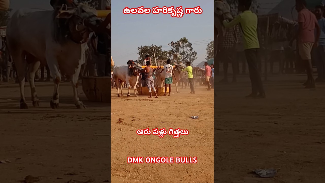 !!Ongole bulls show 