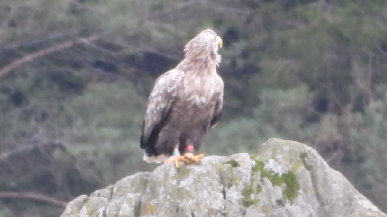 HAVØRN (HALIAEETUS ALBICILLA)
