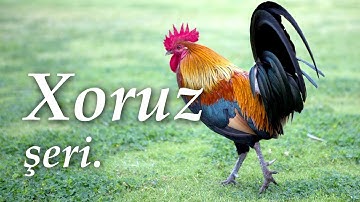 Xoruz şeiri 🐓 Abdulla Şaiq 🐔 Ay pipiyi qan xoruz