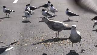 Seagulls, Parking Lot, and Food, May 7, 2024, 4:31 p.m.