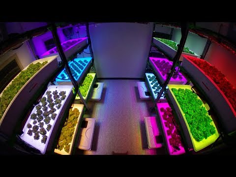 Growing Hydroponic Lettuce Under Red + Blue Vs. Broad-Spectrum Lights