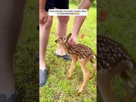 Kind people rescued a baby deer in distressed #shorts