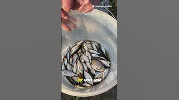 This Minnow Trick Should Be ILLEGAL! 🚨 #fishingsecrets #bassfishing #walleyefishing