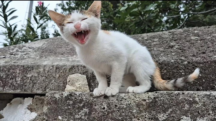 Video 6350471: tabby cat persian, stray cat, little kitten meowing, cat food, kittens wild, adorable cats, kitty