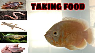 oscar fish taking food...
