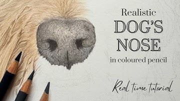 How to Draw a Realistic Dog’s Nose in Coloured Pencil | Real Time Tutorial | Draw With Me