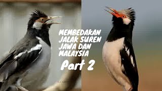 Membedakan jalak suren Jawa \u0026 Malaysia