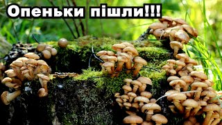 картинка: ОПЕНЬКИ РОСТУТЬ \ всім в ліс!!!!