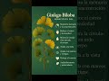 🧠 ¡Potencia tu mente con Ginkgo Biloba! #SaludCerebral #GinkgoBiloba #Memoria