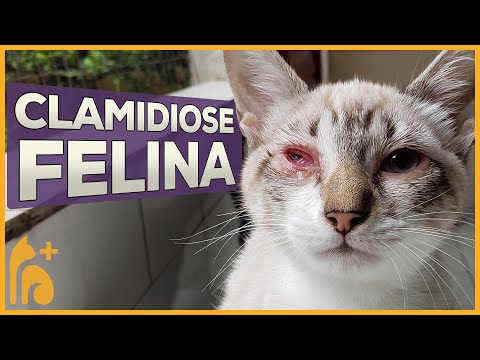 Vídeo: Sangue Na Frente Do Olho Em Gatos