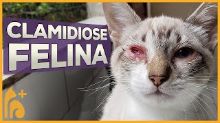 Clamidiose Felina | Doença de Gato screenshot 5