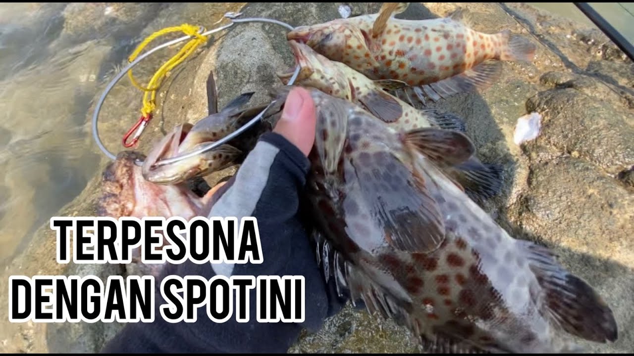 Terpesona dengan Spot Mancing Satu ini_Selalu Strike Kerapu Babon_SPOT OPSICO Pantai Cipta Semarang