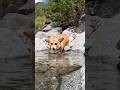 川へ入るコーギー / A corgi goes into the river #コーギー #corgi #サクラ