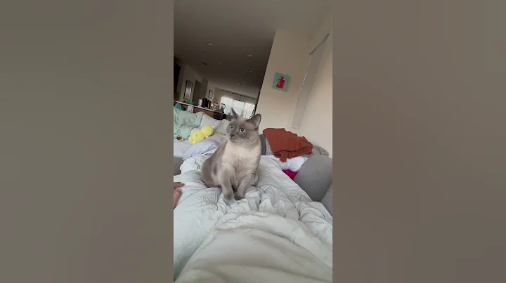 Watch the video about Hello - My name is Tawny ❤️ #cat #siamese #siamesecat #fluffycat #catlover #cute #pretty #blueeyes