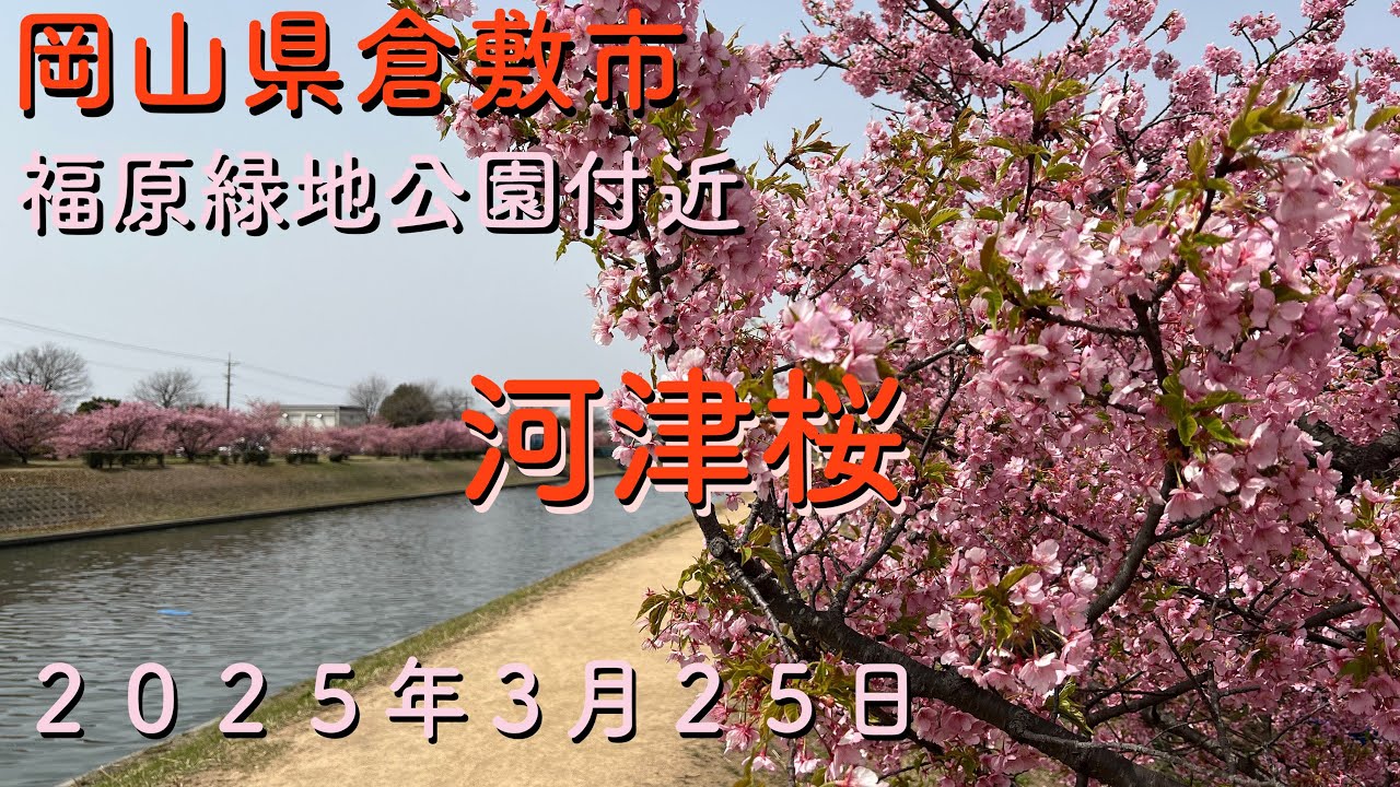 【岡山県倉敷市　河津桜】2025年3月25日倉敷川河津桜