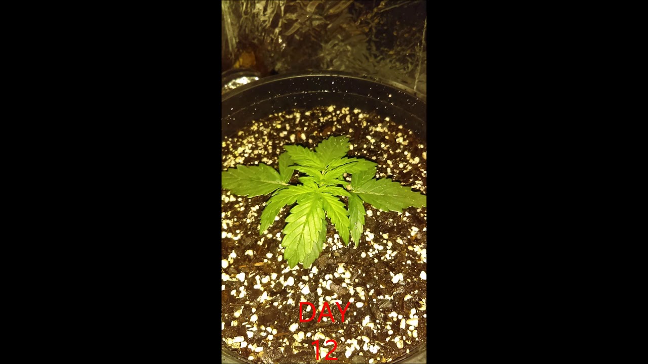 MOBY DICK XXL AUTO (DINAFEM)