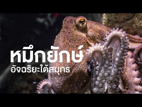 สารคดี สำรวจโลก ตอน หมึกยักษ์ อัจฉริยะใต้สมุทร