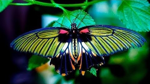 Environmental Science 4 (Evolution, Biodiversity, and Extinction)