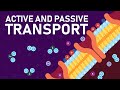Plant Nutrition and Transport Quiz