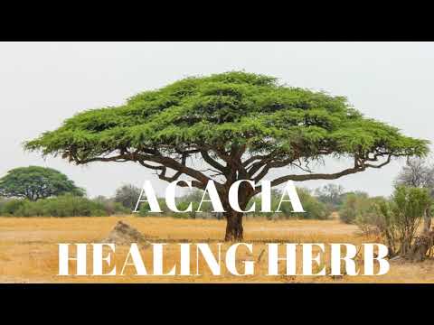 Vídeo: Acacia Karroo Trees - Informações sobre plantas de espinheiro doce de acácia