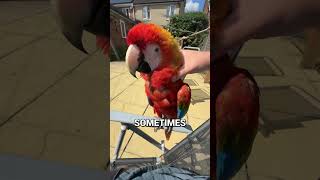 Why Do Birds Fluff Up? It’s Not Just Cuteness