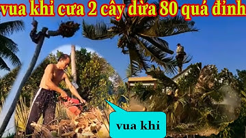 vua khỉ cưa cây dừa 80 năm 2 cây rất cao những cú ngã cây dừa quá đỉnh hai lúa đồng tháp