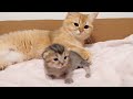 Baby kitten loves physical contact with mother cat